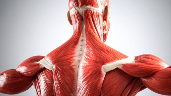 ”身体が硬い＝伸ばせばいい”ではない