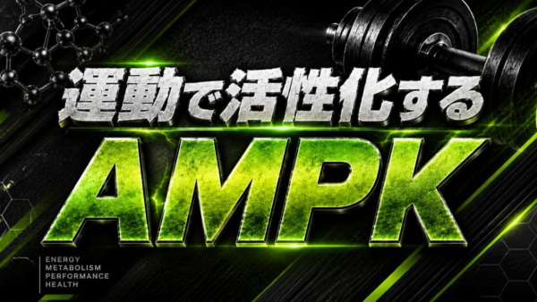 運動で活性化するAMPK